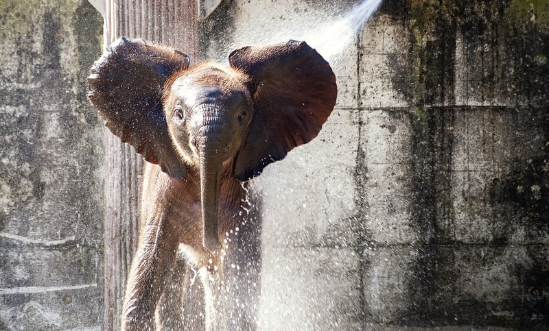 Elephant in Africa